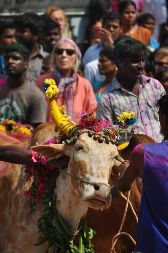 Wishing Pongal in Tamil: Traditional and Inspirational Celebrations