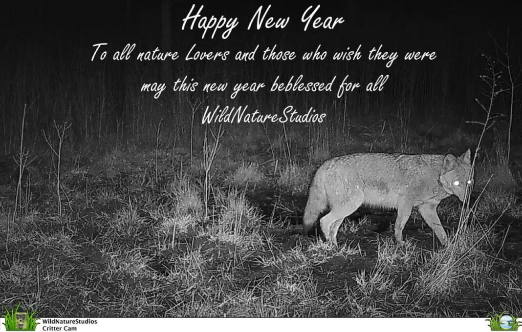 Spark joy with breathtaking New Year wishes images