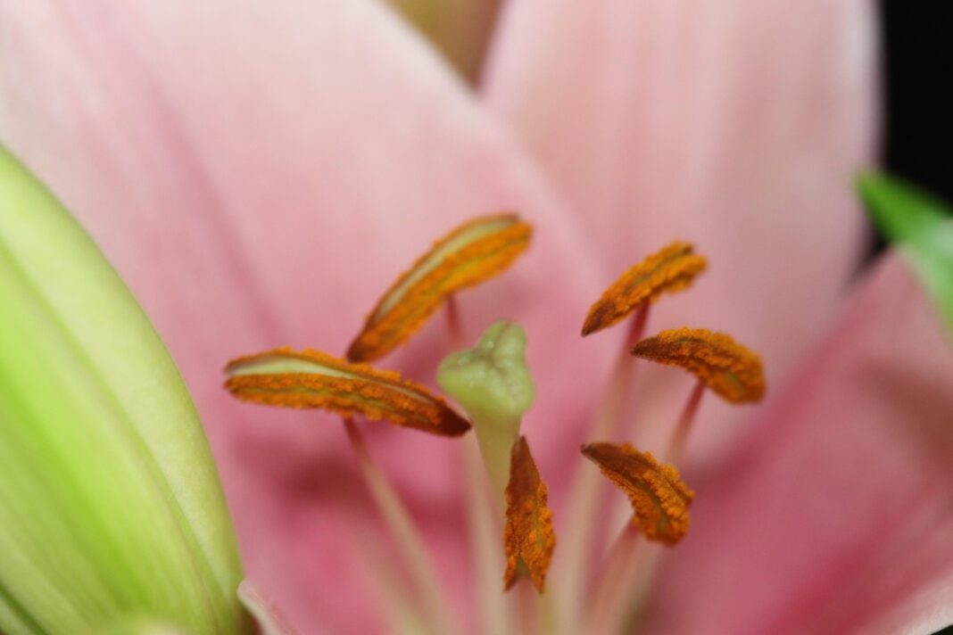 Exploring the Impact of the Viral Manipur Video