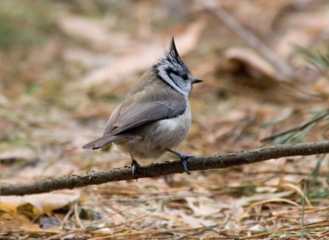 Discover the Beauty of Ukrainian Tits: A Stunning Sight to Behold