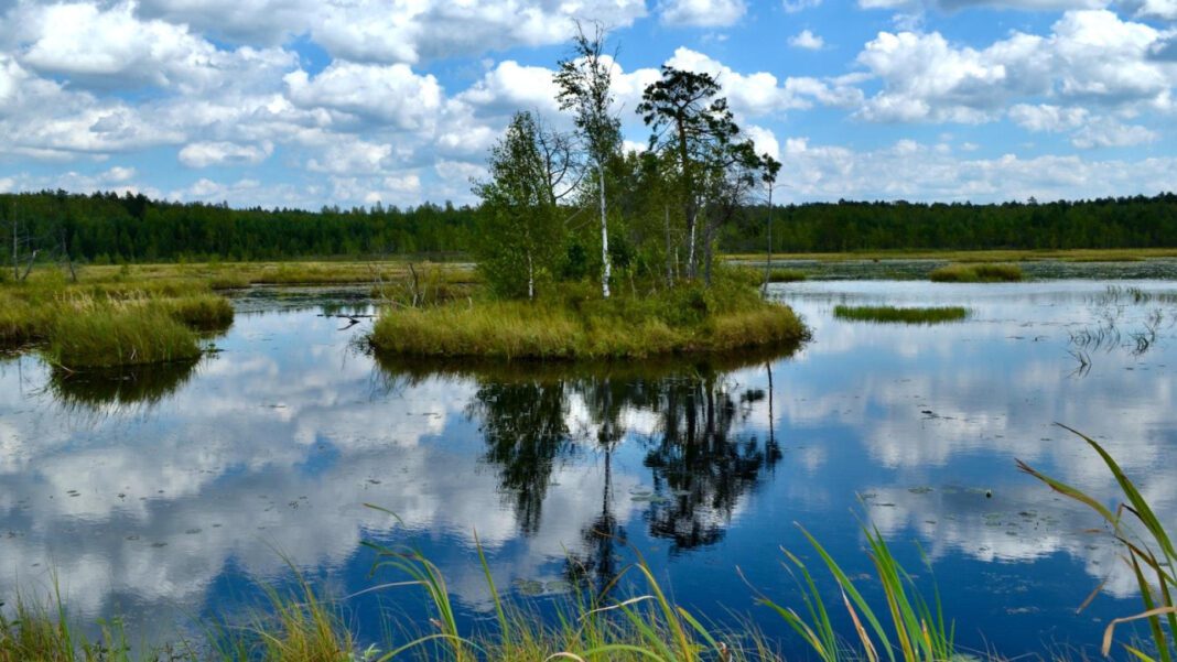 Join the Swamp Gas Forums: Where Conspiracy Theories Come to Life