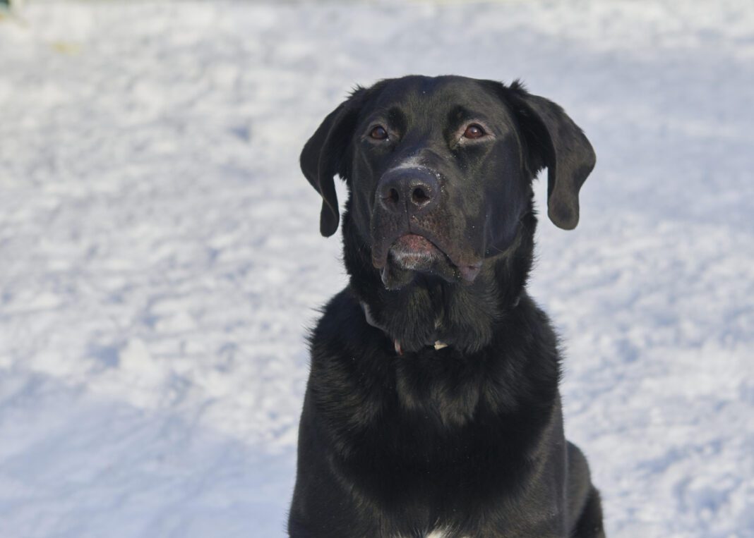 Discover the Humane Society in Honolulu