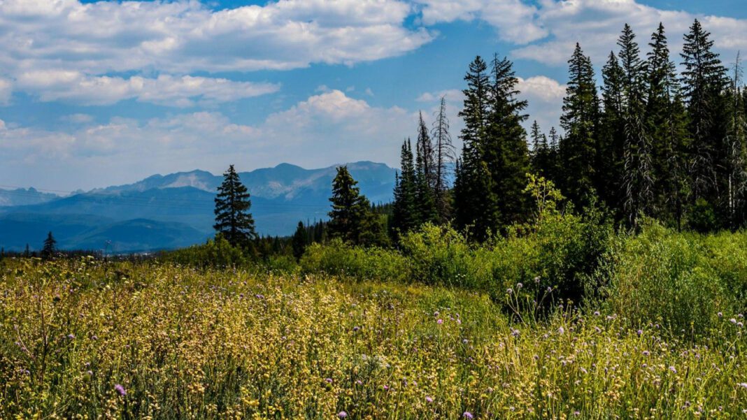 Exploring Colorado Access: What You Need to Know