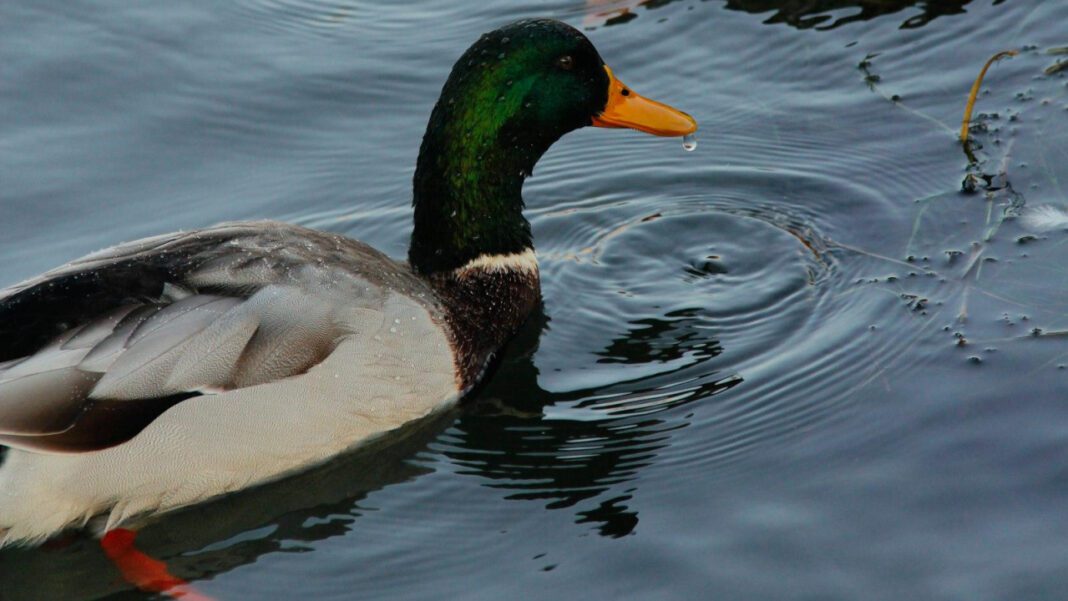 Wow, You’ll Never Believe What Happens When You Candled Duck Eggs!