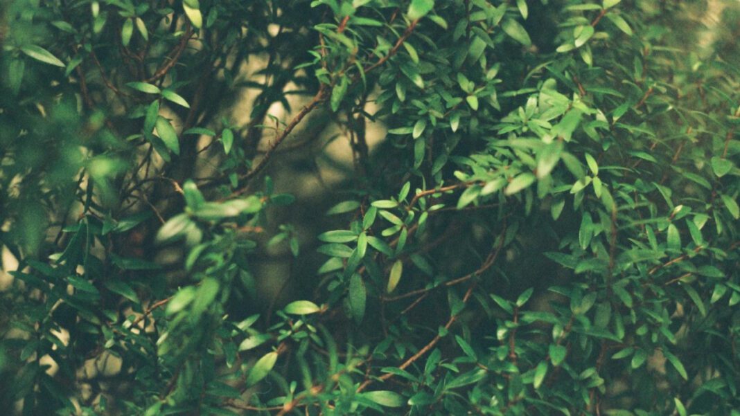 Peter Vanderpump Rules: Examining the Reality Star’s Impact