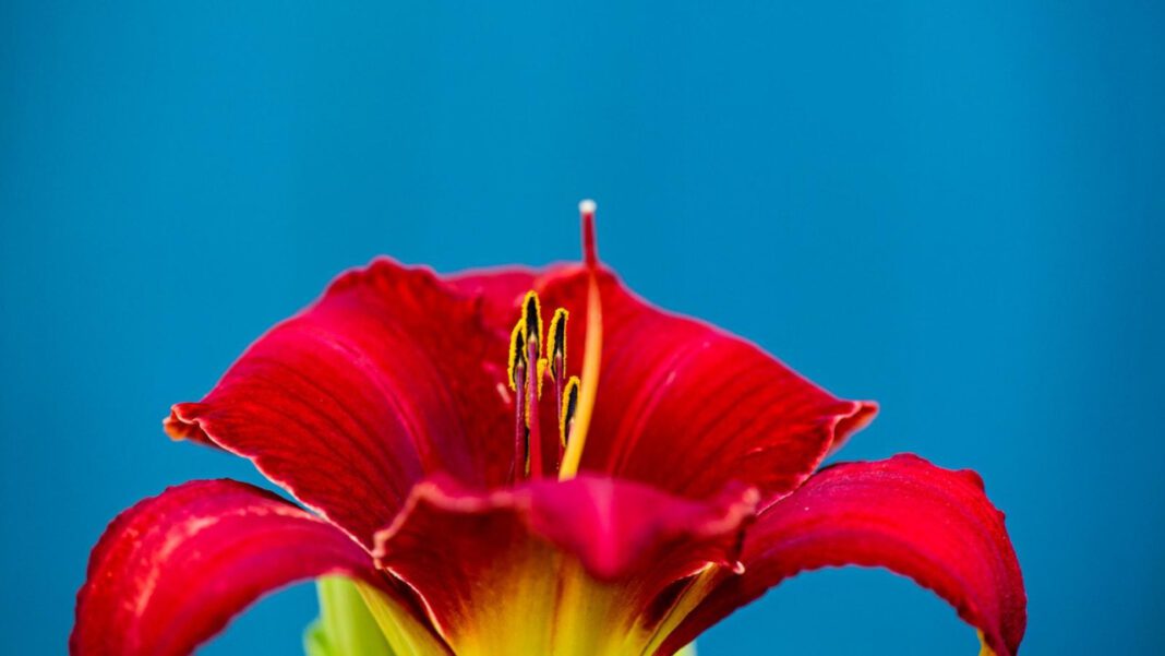 Lil Jon: Is the Grammy-winning rapper married