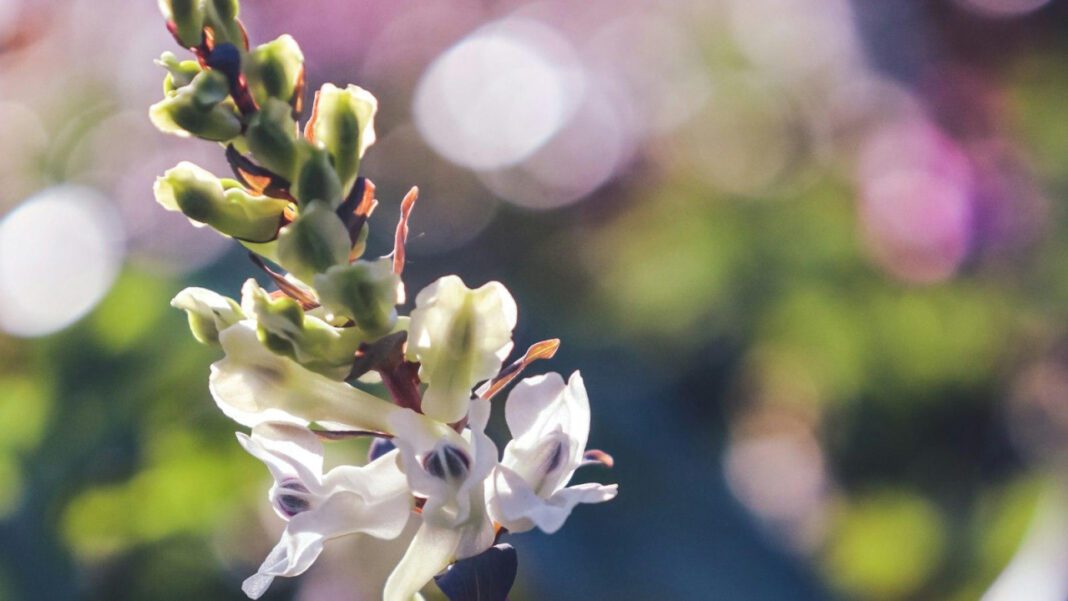 Discover the Life of Margaret Keith Smythe Meacham