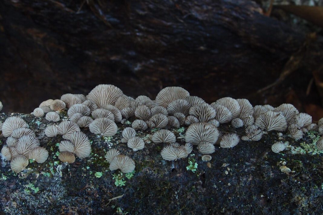 Uncovering the Age of Lauren Boyer: A Revealing Look