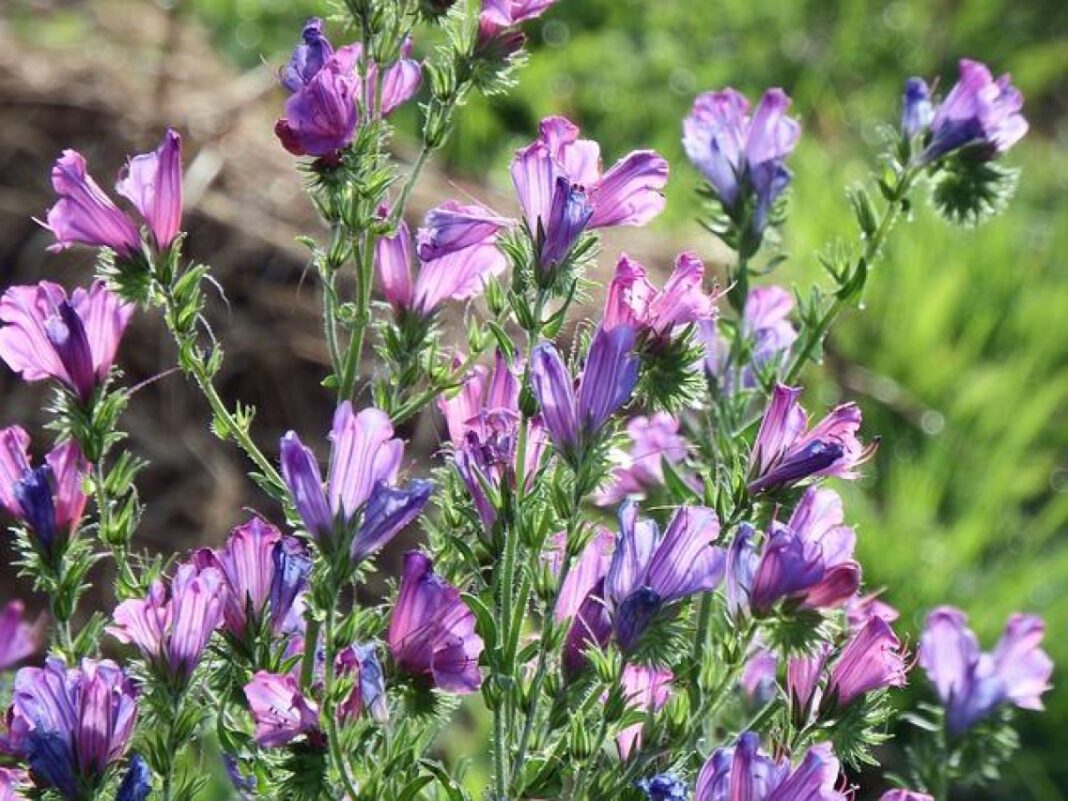 Penguinz0 Height: How Tall Is the YouTuber Really