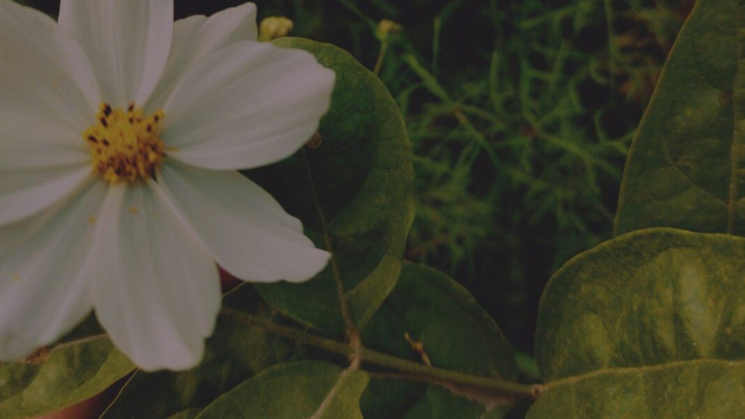 Dennis Quaid’s Height: Exploring the Actor’s Physical Statute