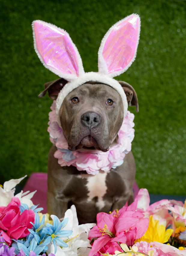 Meet Ronnie Stanley’s Wife: A Look at Their Relationship