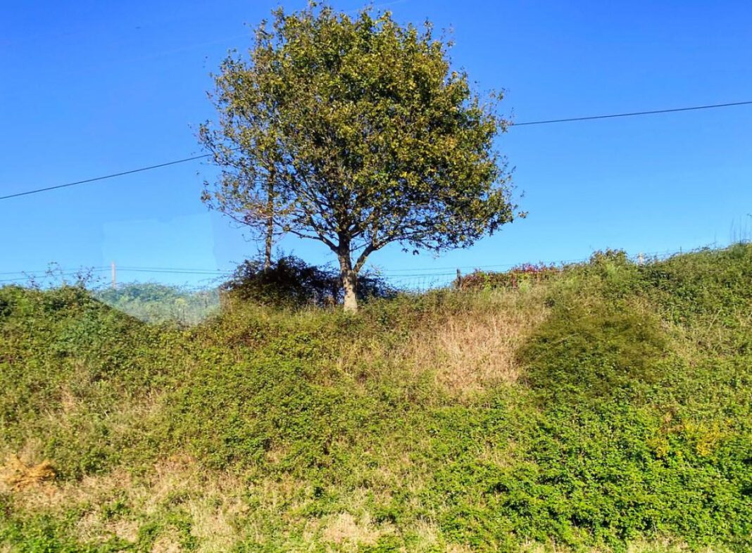 Holly Holm Boyfriend: Who Is the MMA Fighter Dating