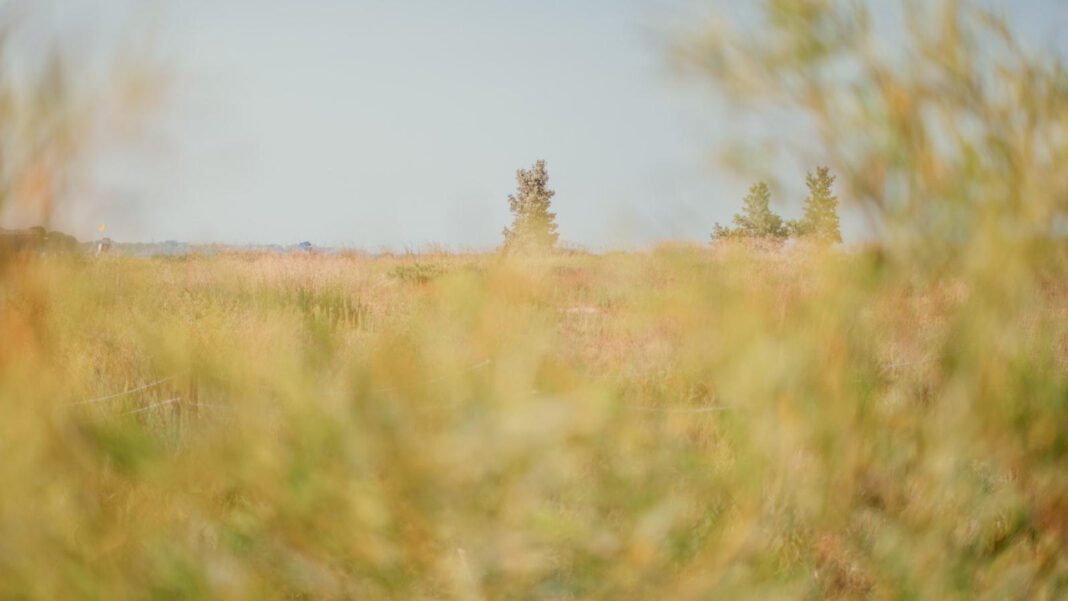 Discover Rodney Rogers’ Impressive Net Worth