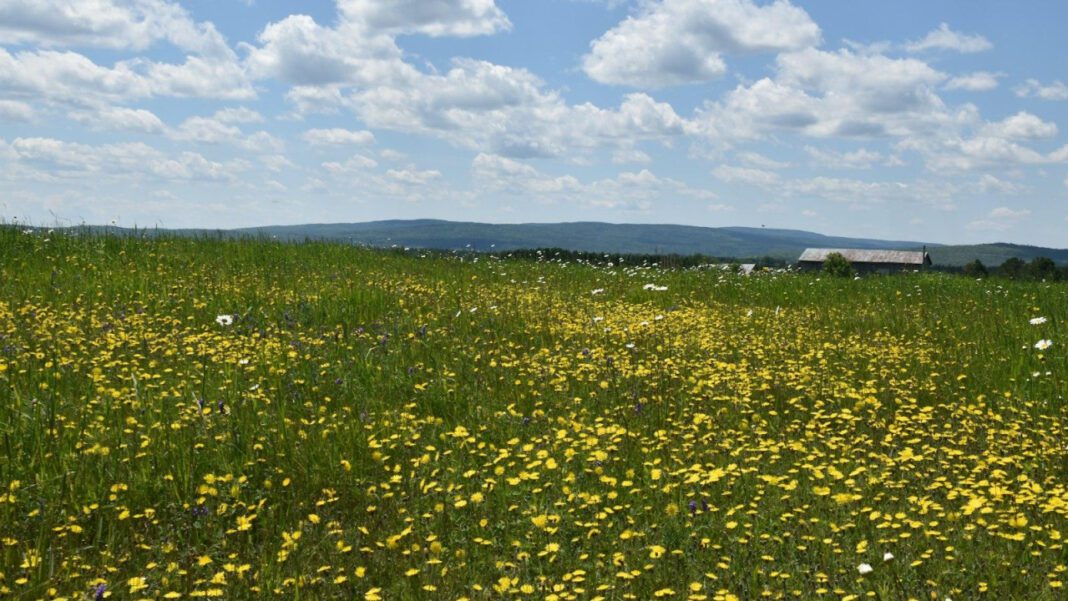 Marysol Patton: Age Revealed and More