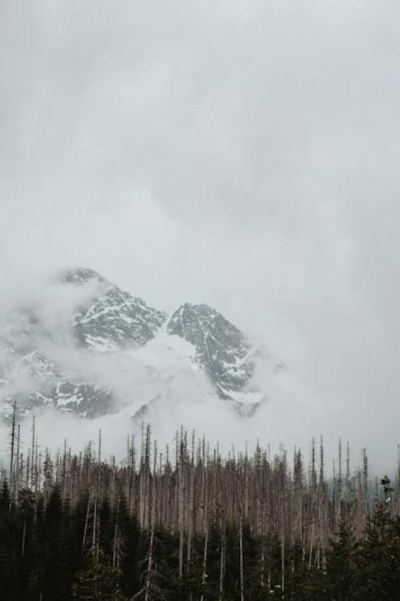 Discover the Age of Jodie Woods: Insights and Facts