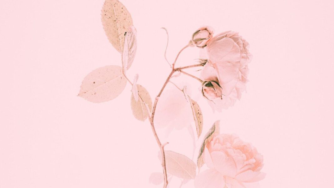 Annie Ilonzeh Net Worth: How Much Does the Actress Earn