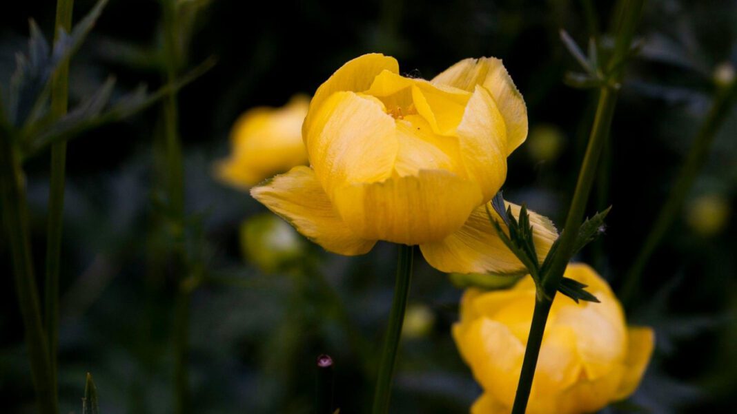 The Truth About Flo Rida’s Sexual Orientation