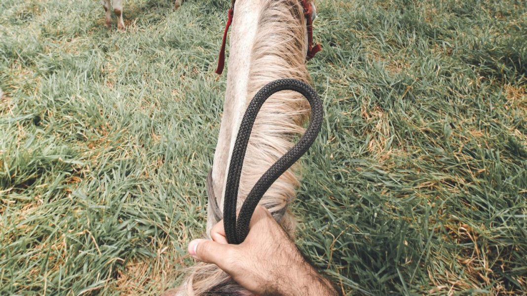 Unveiling Quinta Brunson’s Ethnicity and Cultural Background