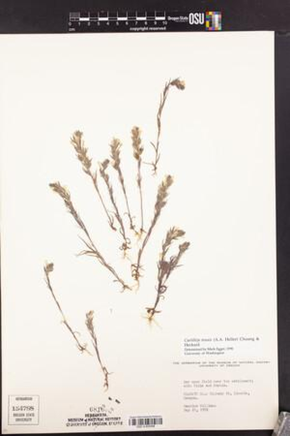 Discover the Age of Ashley Jade Stern: All You Need to Know