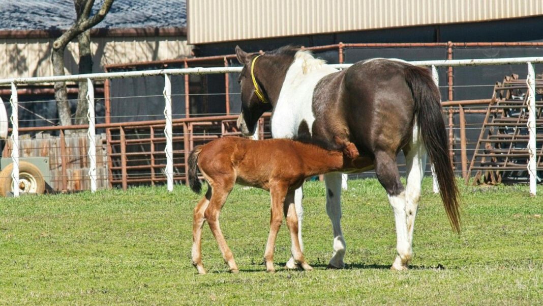 Aubrey Chesna: The Rising Star Making Waves in the Entertainment Industry