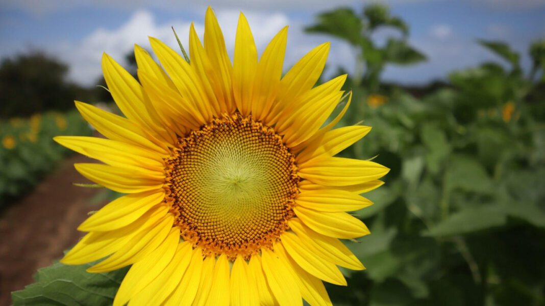 The Life and Legacy of Lupe Marinez Izzo: A Trailblazing Figure