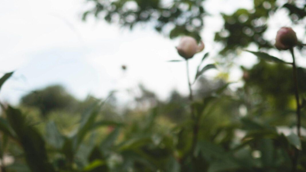 The Age of Minnie Beets: A Look into Her Life