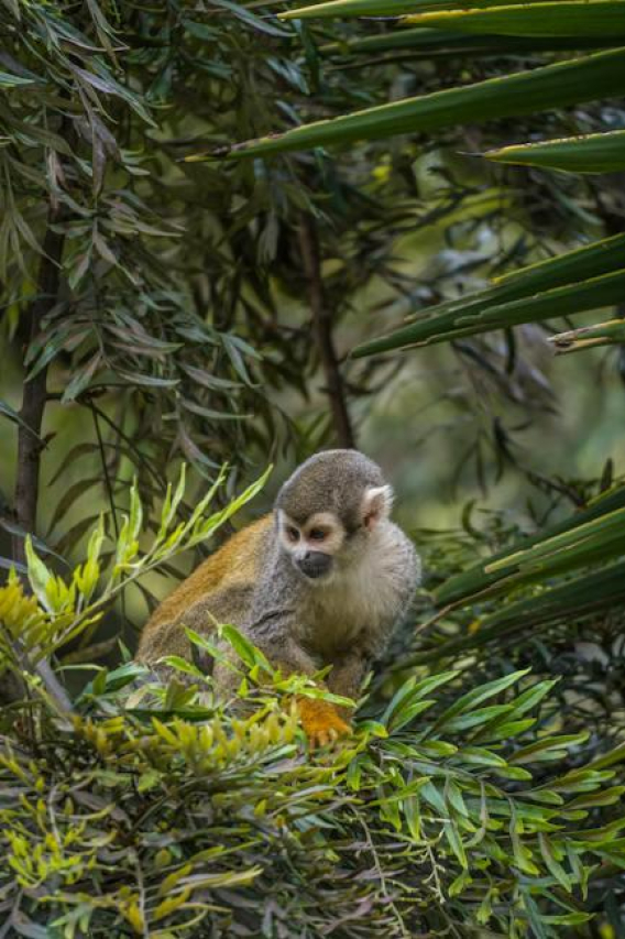 Discover Collins Tuohy’s Age and Life Story