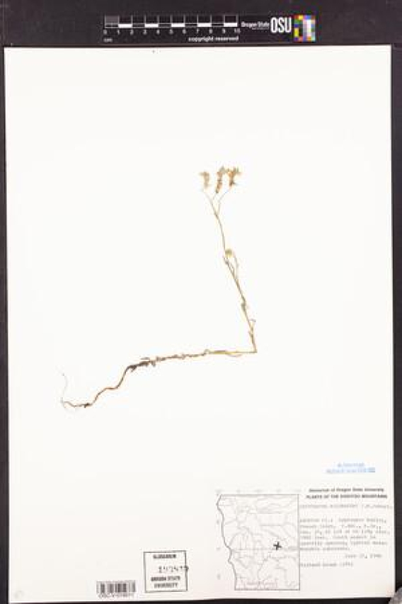 Laine Hardy: Uncovering Whether the Talented Singer Is Married