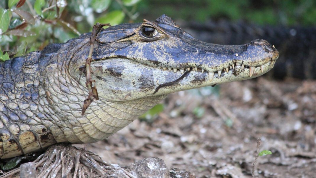 Is Kit Young Married? Exploring the Personal Life of the Rising Actor