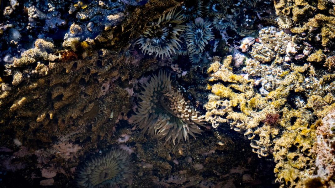 Dana Bash Annual Salary: How Much Does She Make