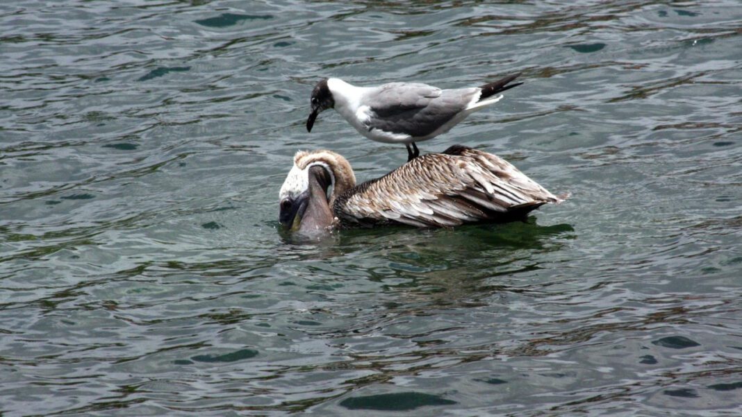 How Tall is Thomas Rhett? The Country Star’s Height Revealed