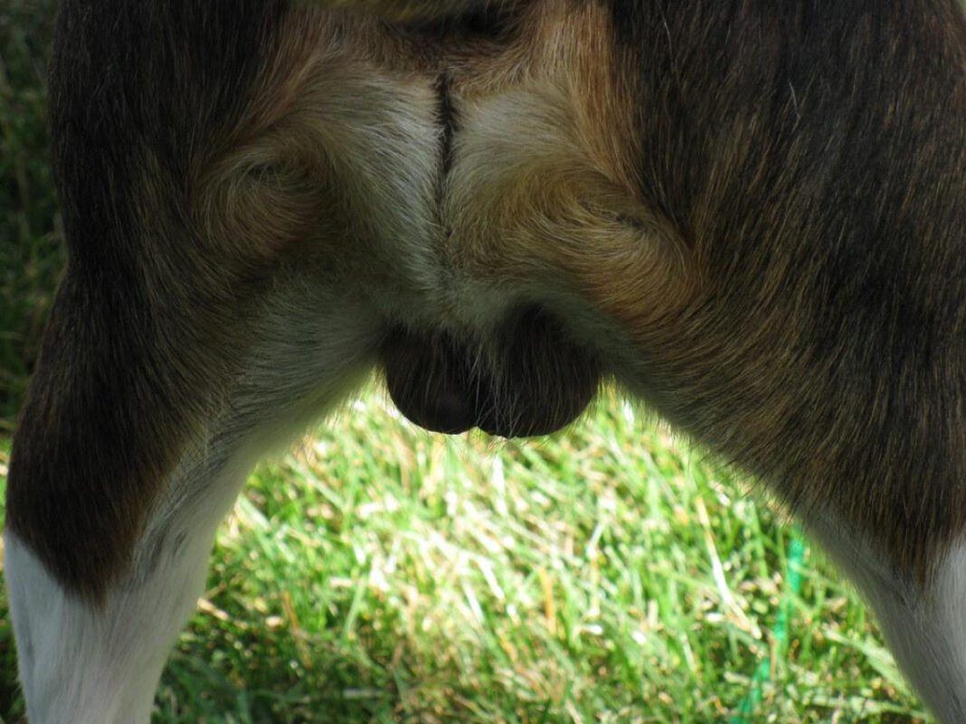 The Fascinating World of Animal Vaginas: A Biological Analysis