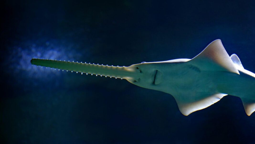 Saving the Elusive Sawfish: A Critical Analysis