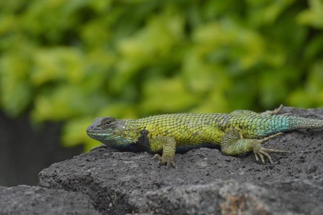 Exploring Matthew Espinosa’s Age: Facts and Updates