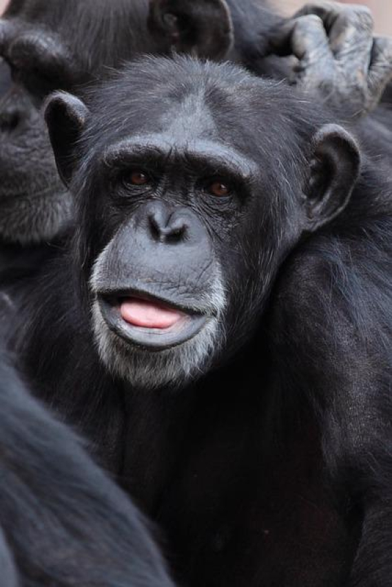 Terrifying Chimpanzee Attack Leaves Victim Fighting for Life