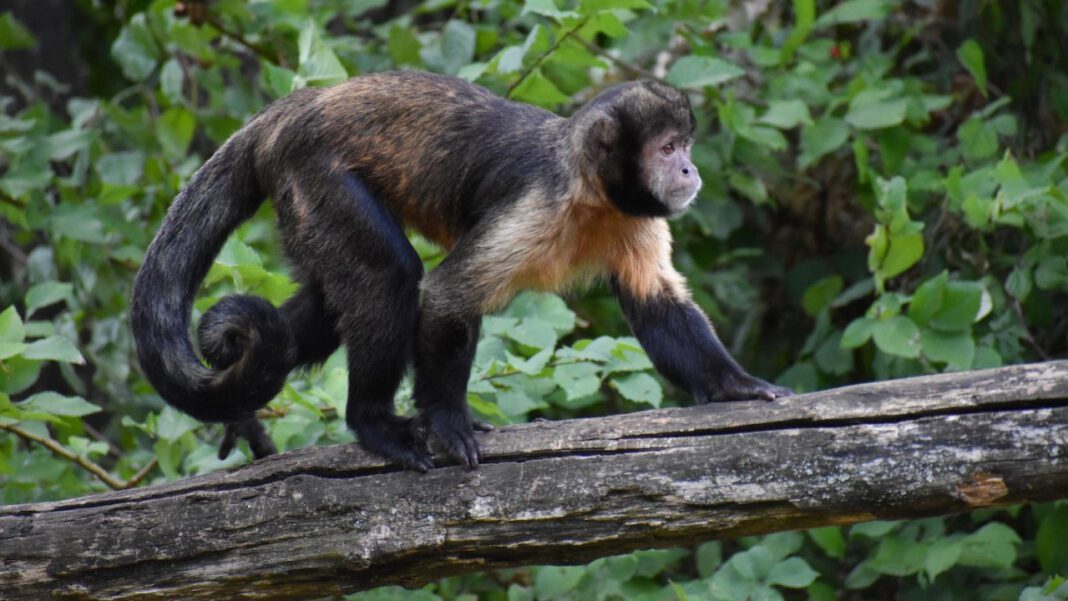 Terrifying Encounter: Monkey Rips Off Face
