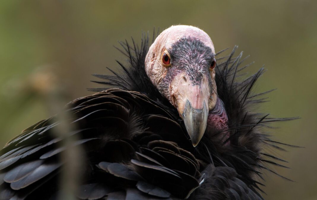 The Terrifying Tale of the Enormous Bird