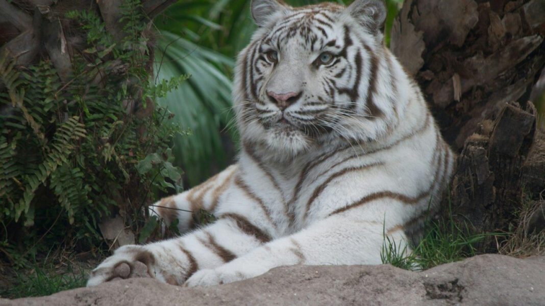 The Power and Significance of the Tiger Roar: An Analytical Analysis