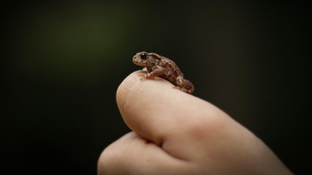 The Mysterious Titicaca Frog: Unique Habitat and Survival Strategies