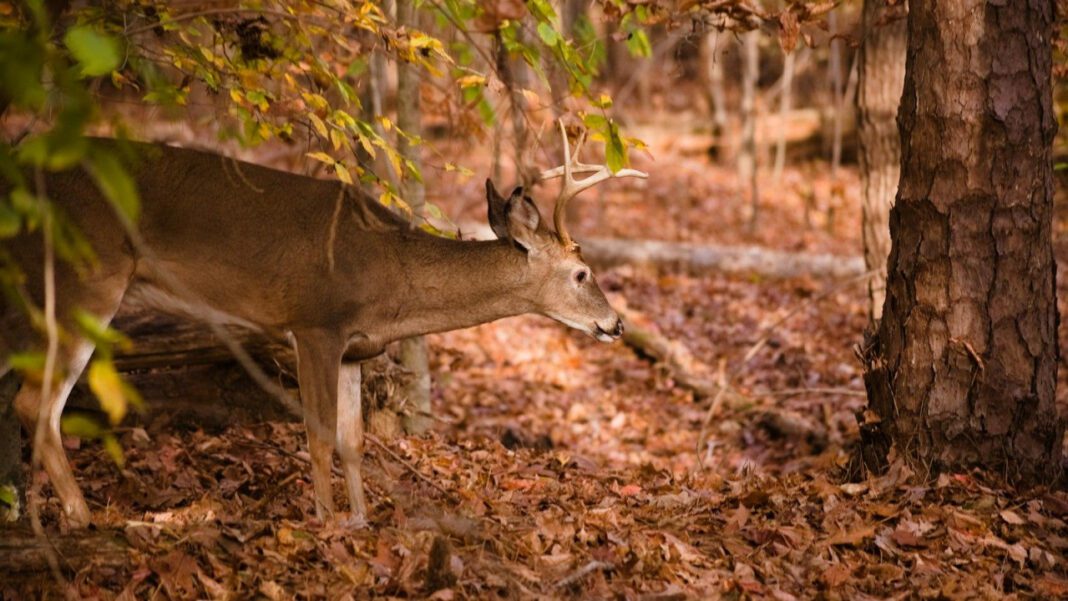 The Heartbreaking Truth Behind Nathaniel Kibby’s Abduction of Abby