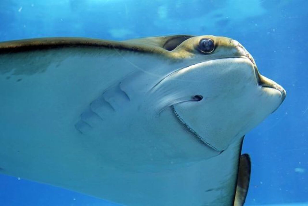 The Tragic Reality of Stingray Death: A Heartbreaking Tale