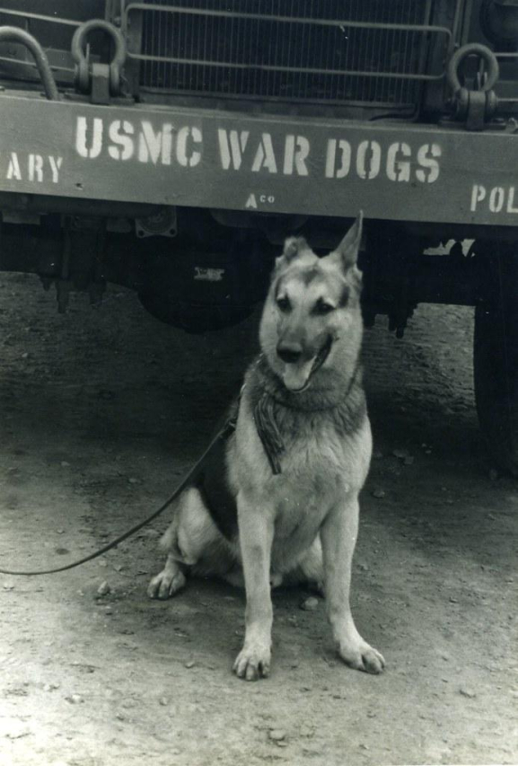 Brave War Dogs: The Emotional True Story