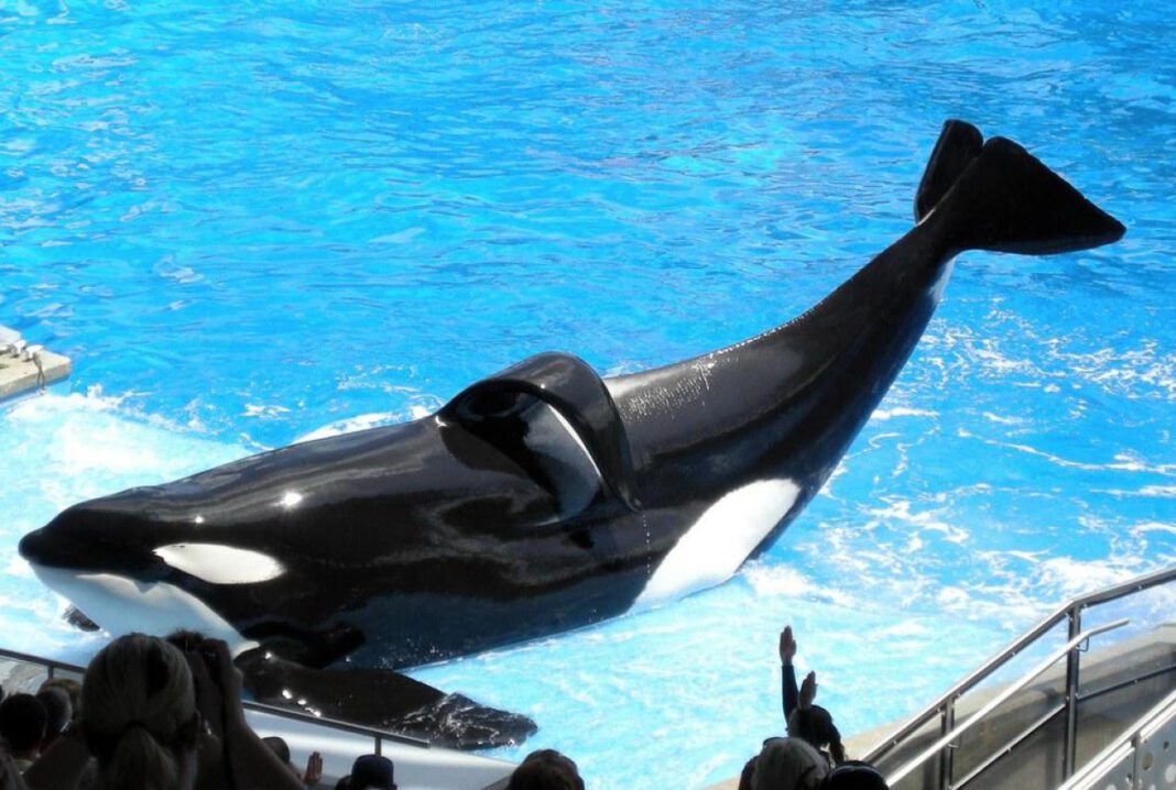 The Heartbreaking Story of Shamu the Orca: A Tale of Love and Loss