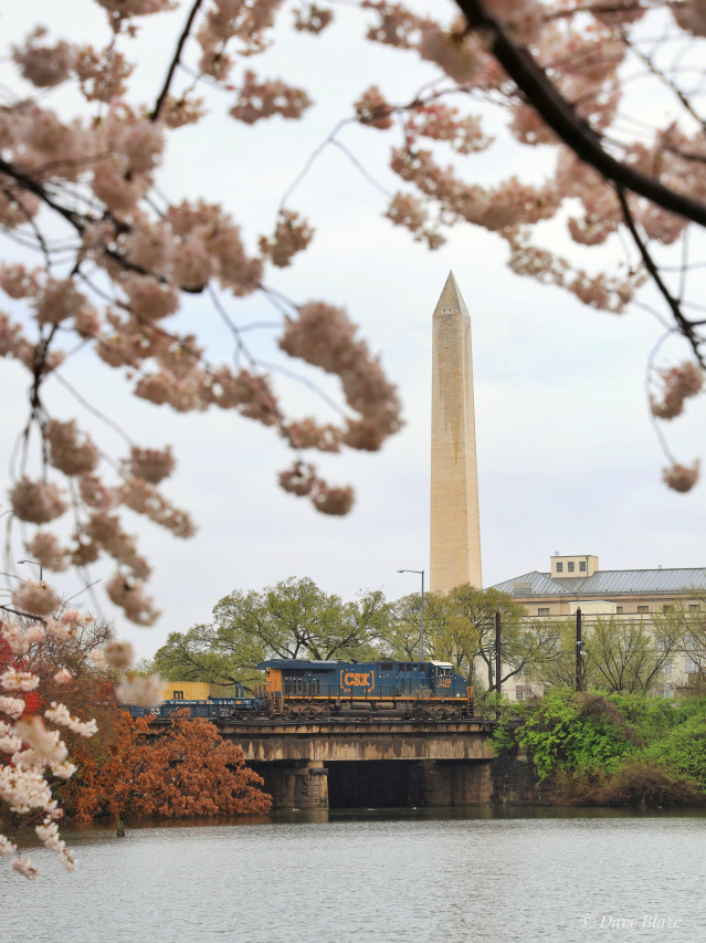 Operation Cherry Blossom: A Tale of Hope and Renewal