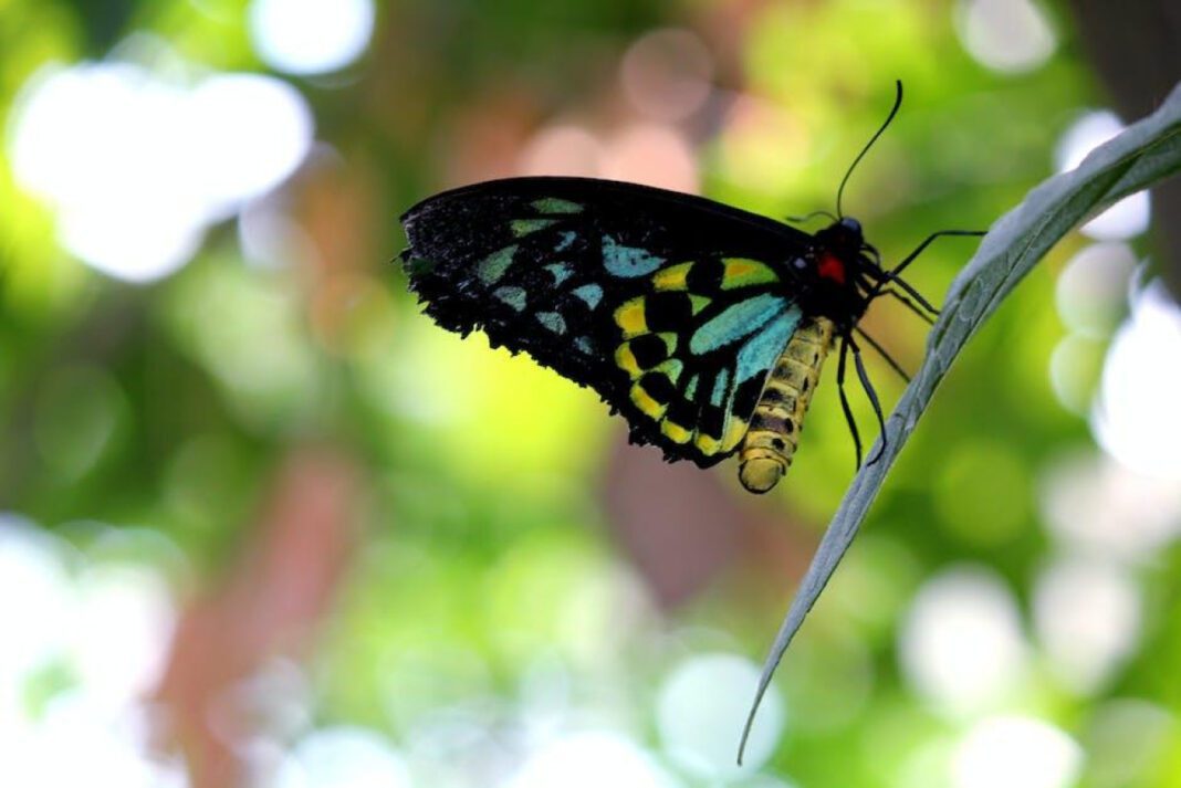 Rare Beauty: Queen Alexandra’s Birdwing Butterfly