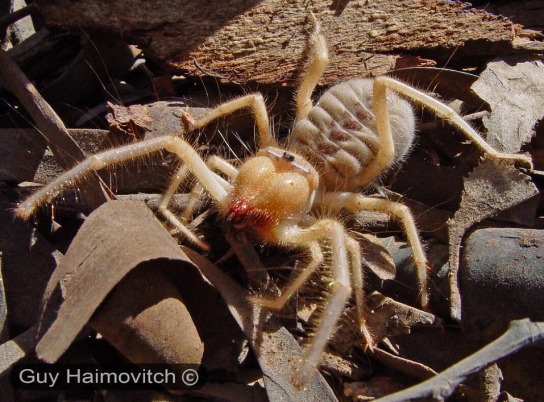 The Size of Camel Spiders: A Comprehensive Analysis