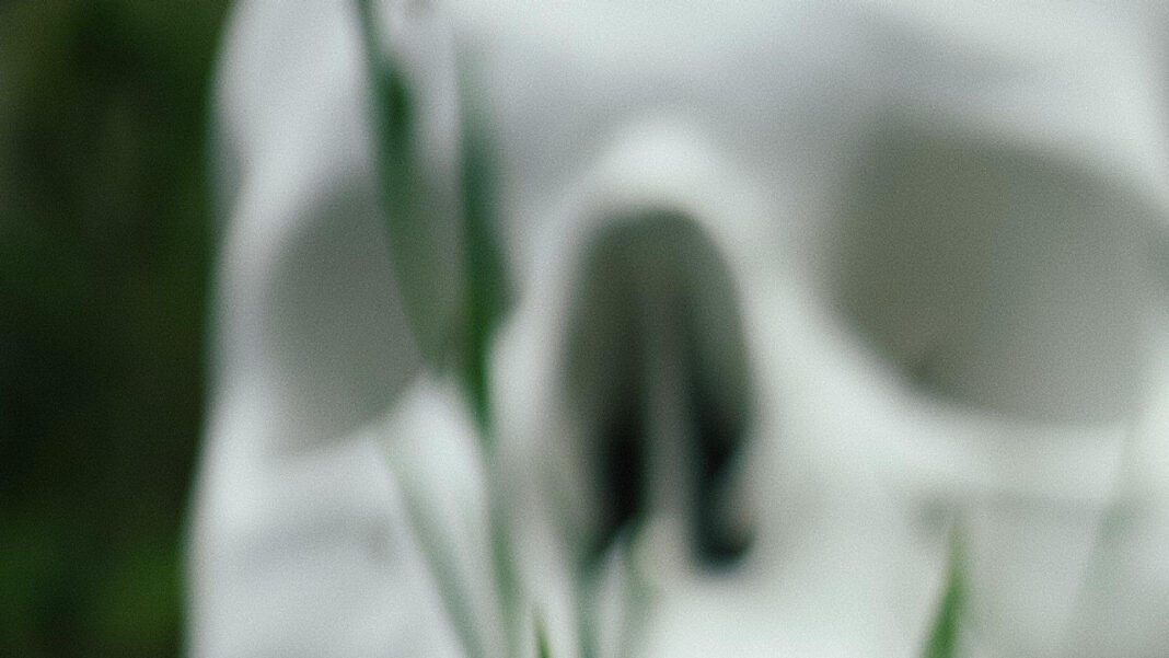 The Haunting Mystery of La Pascualita Mannequin