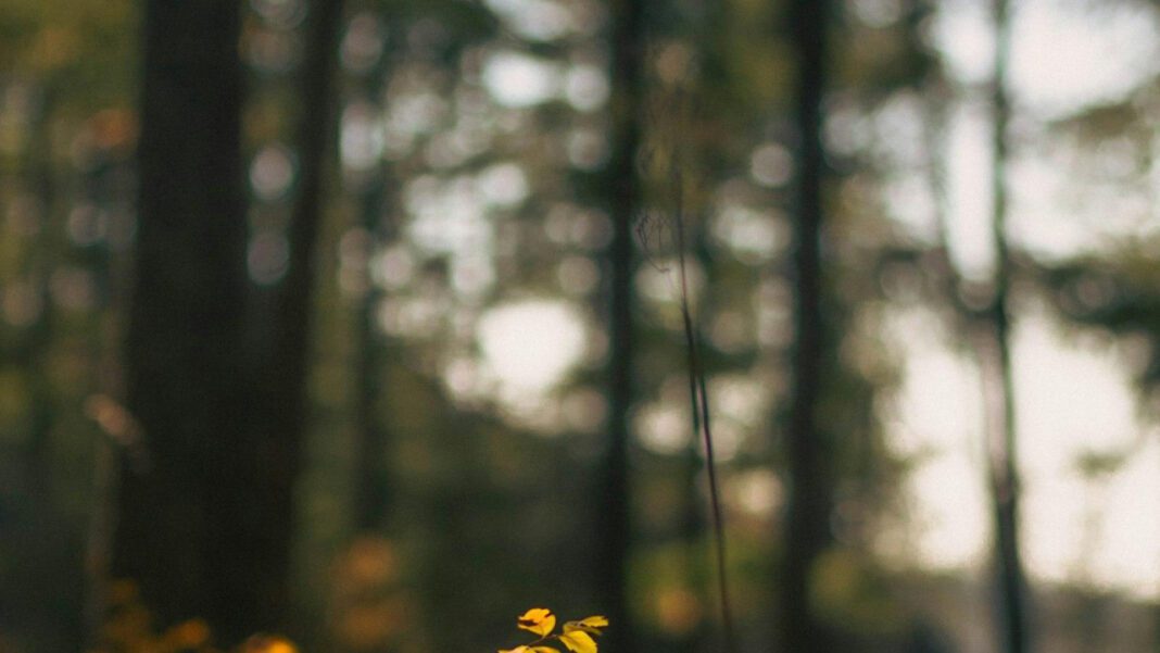 The Heartbreaking Legacy of Genghis Khan’s Many Children