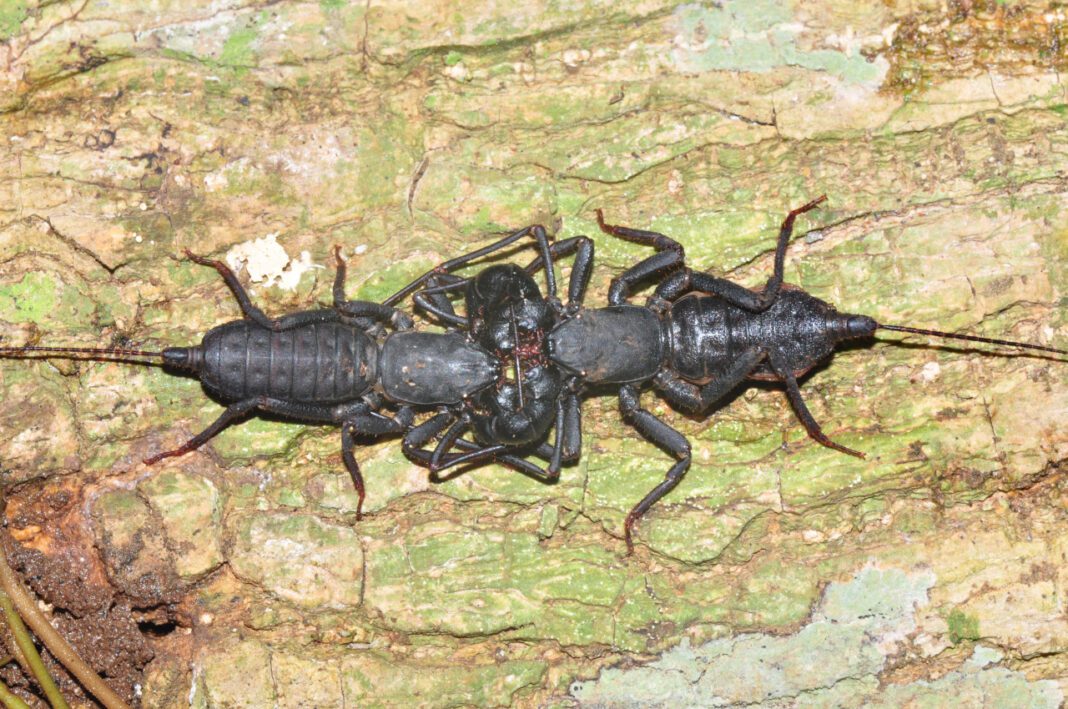 Uncovering the Fascinating World of Vinegaroons: Behavior, Habitat, and More