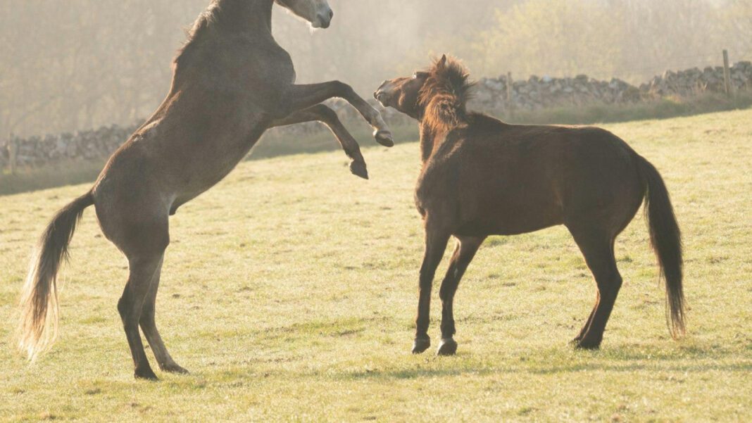 Discovering Chris Distefano’s Height: A Complete Guide